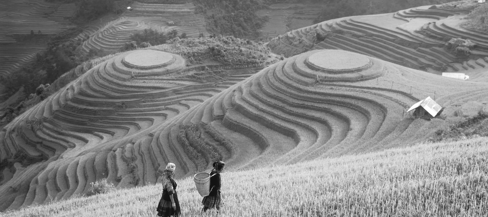 field vn